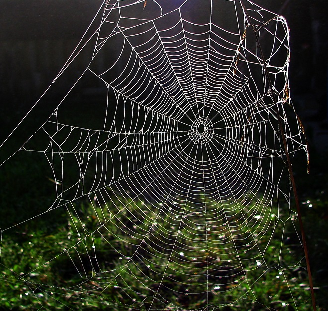 spider-s-web-1562522-1279x1215